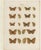 Blue Ramann, Butterflies and Moths, 1870, Set of 7 For Sale - Image 8 of 9