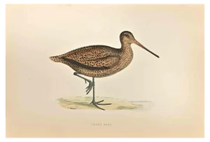 Alexander Francis Lydon, Sabine's Snipe, Woodcut Print, 1870