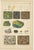 Antique Mineralogy Chromolithographs of Granite, Calcite and Fossil, 1888, Set of 2 For Sale - Image 3 of 12
