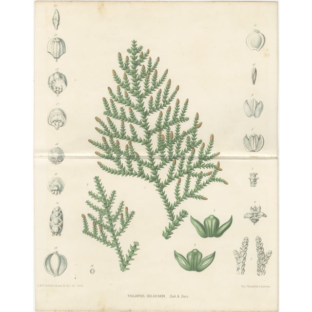 Title: Antique Botanical Lithograph, Thuopsis Dolabrata, Siebold Zuccarini 1856 : A finely detailed mid-19th century...
