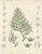 Title: Antique Botanical Lithograph, Thuopsis Dolabrata, Siebold Zuccarini 1856 : A finely detailed mid-19th century...