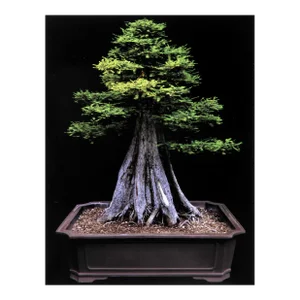 Bald Cypress, Jonathan Singer