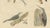 Karl Joseph Brodtmann, Hummingbirds & Treecreepers, 1816, Lithograph For Sale - Image 6 of 9