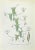 Lithograph hand watercolored. Belongs to the Series "Atlante di Botanica popolare ossia Illustrazione di Piante Notevoli...