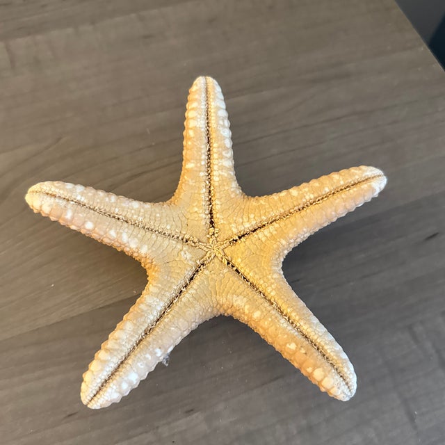 Large Natural Jungle Starfish For Sale In New Orleans - Image 6 of 6