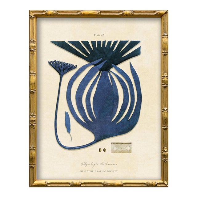 Vintage Blue Seaweed Art Print Reproduction (1), Framed For Sale