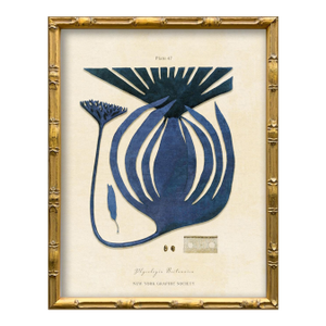 Vintage Blue Seaweed Art Print Reproduction (1), Framed