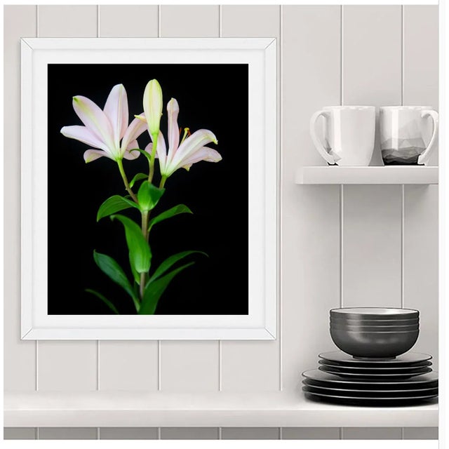 Color Photograph of several Lily's on black. Printed on Archival Fine Art Paper.