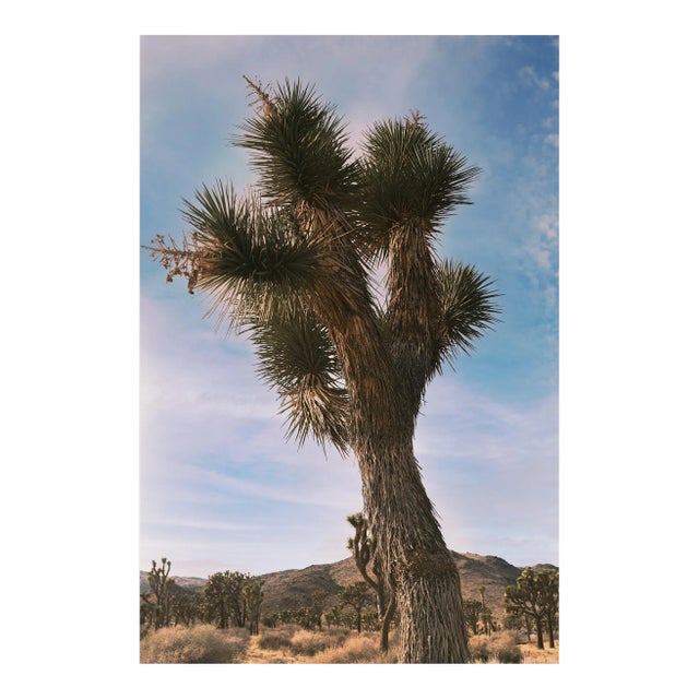 Joshua Tree in Vintage Desert Tones Photograph - 24" X 36" For Sale