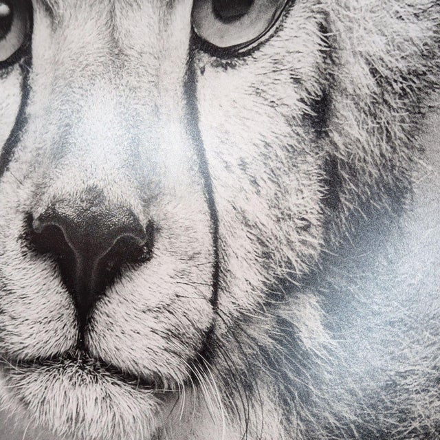 Contemporary Alexander Von Reiswitz Limited Edition “Mali” Print From Lumas, Framed For Sale - Image 3 of 5