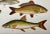 Plastic Antique Fish Print From England Featuring Eel, Conger, Murry, Goldfish, Barbel, Gudgeon & Varieties of Carp - Circa 1902 For Sale - Image 7 of 11