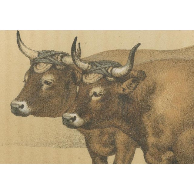 Borie, Cholet Oxen, French Cattle Breed, 1863, Chromolithograph For Sale - Image 4 of 9