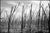Not Yet Made - Made To Order Paul Cooklin, Stubble, Occold, Suffolk, Edition of 50 For Sale - Image 5 of 5