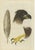 Sepp & Nozeman, Bird Illustration of the White-Tailed Eagle Tab 2, 1829, Print For Sale - Image 6 of 6