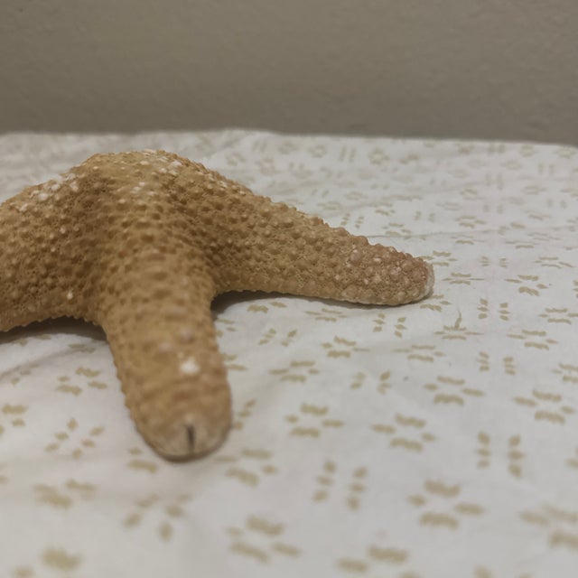 Coastal Large Natural Jungle Starfish For Sale - Image 3 of 5