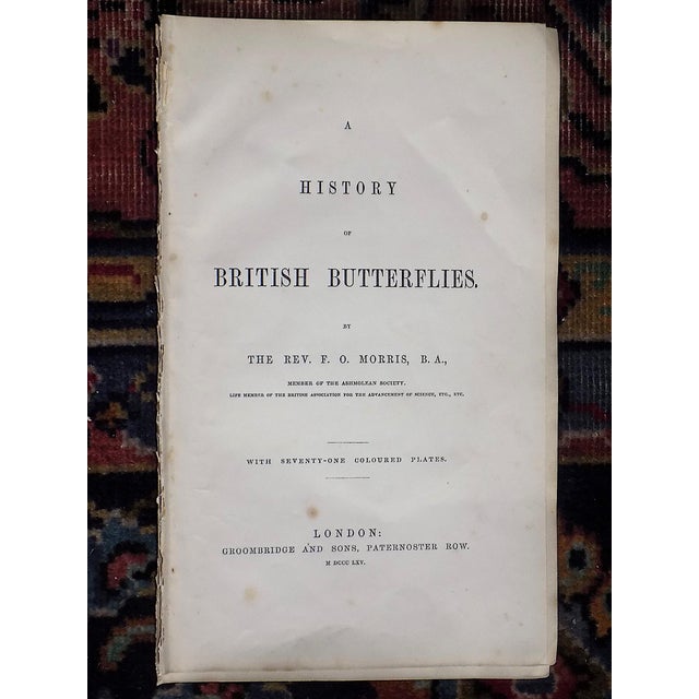 Tangerine Antique 19th Century Hand Colored Butterfly Lithographs - Set of 12 For Sale - Image 8 of 12