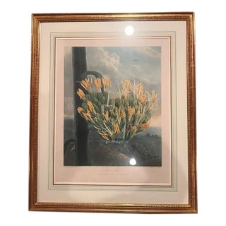 The Aloe - Botanical - 1807 - Robert John Thorton - The Temple of Flora For Sale