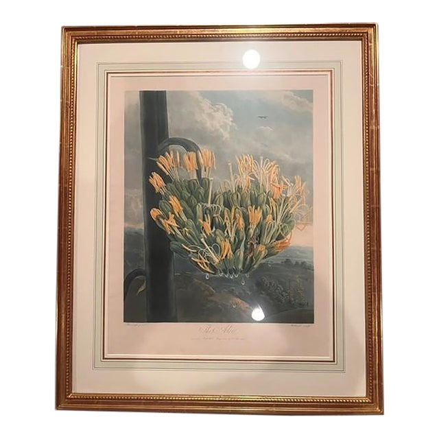 The Aloe - Botanical - 1807 - Robert John Thorton - The Temple of Flora For Sale