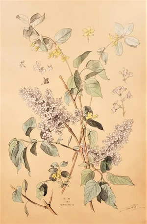 Large 1880s French Botanical Chromolithograph, Lilacs, Signed, Matted