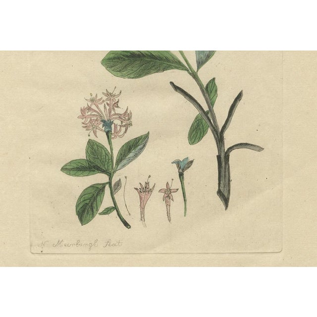 This striking trio of hand-colored prints—plates iv, v, and vi—from nicolaas meerburgh’s 'afbeeldingen van zeldzaame...