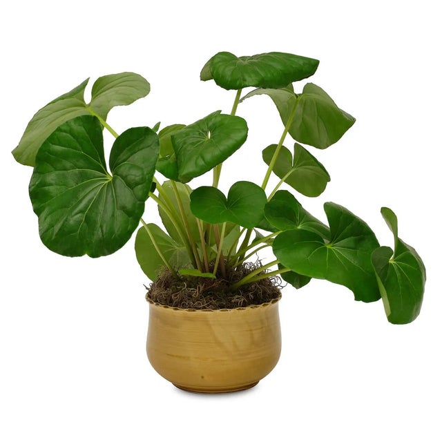 This piece is part of an exclusive collection of handmade pottery designed and developed for Bunny Williams Home by famed...