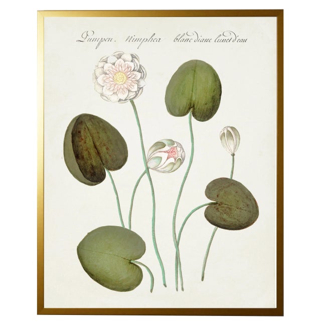 Illustration White Flowers Bookplate Print in Gold Shadowbox - 23" x 29" For Sale - Image 3 of 3