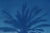 2020 Cairo Citadel Palm, Hand-Painted Cyanotype Print on Watercolor Paper For Sale In Miami - Image 6 of 12