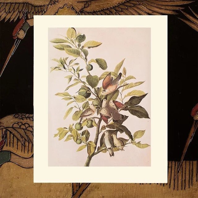 Paper 1966 Vintage Cottage Print "American Ground Dove" After John James Audubon For Sale - Image 7 of 8