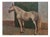 Giovanni Malesci, White Horse, 1945, Oil on Wood For Sale