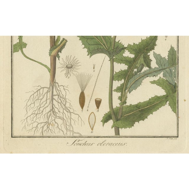 F. Guimpel, Botanical Illustration of Sonchus Oleraceus or Common Sow Thistle, 1822, Print For Sale - Image 4 of 6