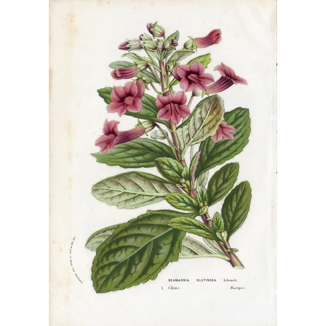 14 Van Houtte Botanicals! Hand Color c.1853 Set A For Sale - Image 13 of 15