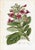14 Van Houtte Botanicals! Hand Color c.1853 Set A For Sale - Image 13 of 15