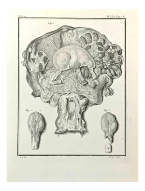 Jean Charles Baquoy, Animals' Anatomy, Etching, 1771