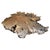 A one hundred year old teak wood root, expertly crafted into a beautiful coffee table of immense size. This magnificent...