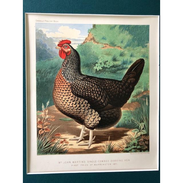 Cassell’s Poultry Book- MR. John Martins Single-Combed Dorking Hen, First Prize At Warrington 1871. Late 1886, late 19th...