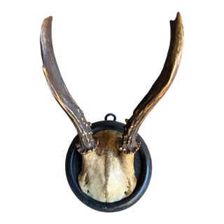 1900s Roe Deer Trophy 126 Black Forest Antlers For Sale