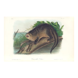1851 Audubon Quadruped Octavo Lithograph "Plate 51 Canada Otter" For Sale
