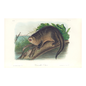 1851 Audubon Quadruped Octavo Lithograph "Plate 51 Canada Otter"