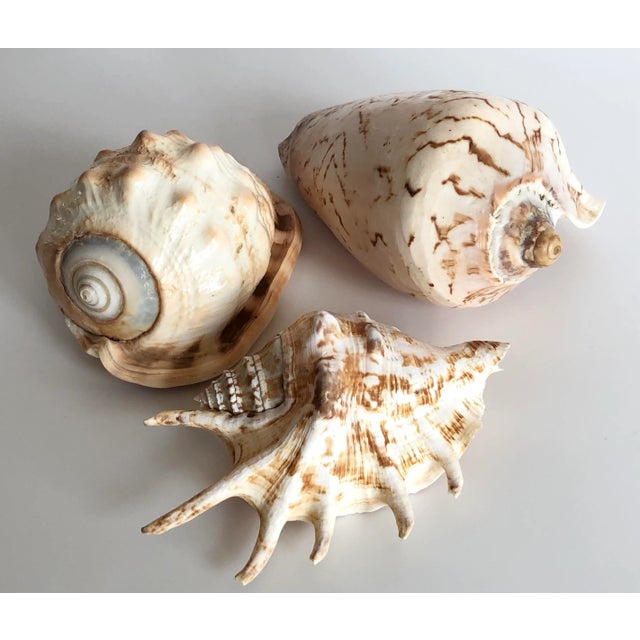Collection of Three Seashells For Sale - Image 9 of 9