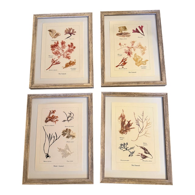 Red Seaweed Botanical Art, Set of 4, Created With Real Seaweed Specimens, 21st Century For Sale