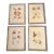 Red Seaweed Botanical Art, Set of 4, Created With Real Seaweed Specimens, 21st Century For Sale