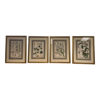 Set of Four 18th Century Hand-Colored Botanical Engravings by Johann Weinmann For Sale