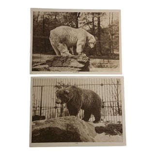 1913 Polar Bear Brown Bear Gravure Prints For Sale