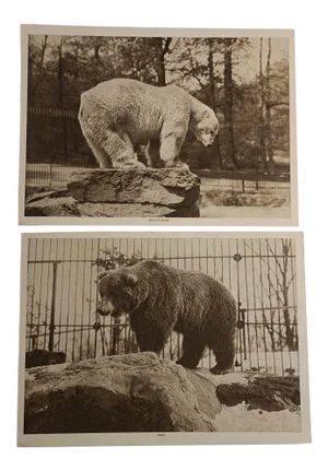 1913 Polar Bear Brown Bear Gravure Prints