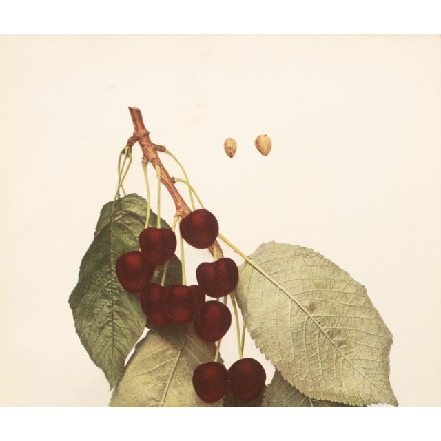 Farmhouse 1900s U. P. Hedrick, Original Antique Photogravure of Mezel Cherries For Sale - Image 3 of 7