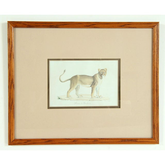 Wood Antique 19th C. Framed Lithograph Print of Barbary Lion / Lioness For Sale - Image 7 of 7