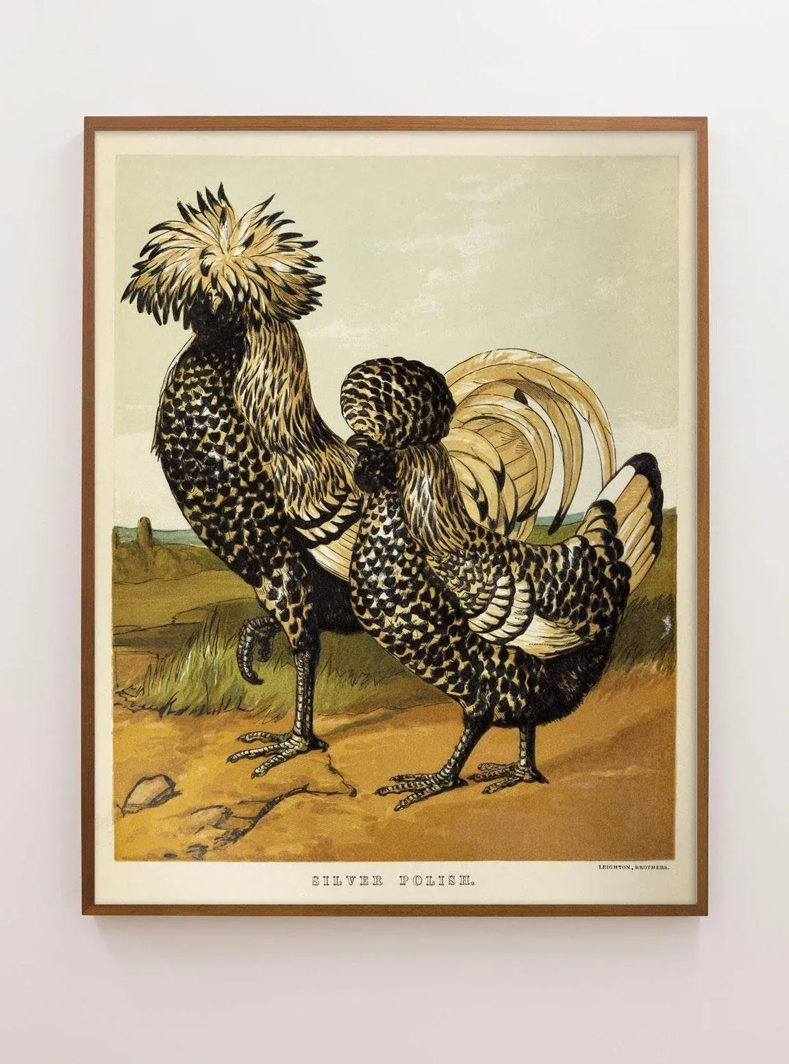 レア！Malekko Spring Chicken Reverb　中古美品 reproduction-vintage-1867-two-