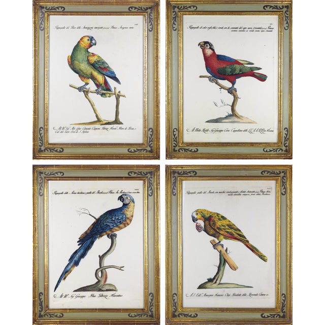 Italian Parrot Prints in Florentine Frames After Saverio Set