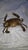 1960s 1960s Mid-Century Modern Blue Claw Crab For Sale - Image 5 of 7