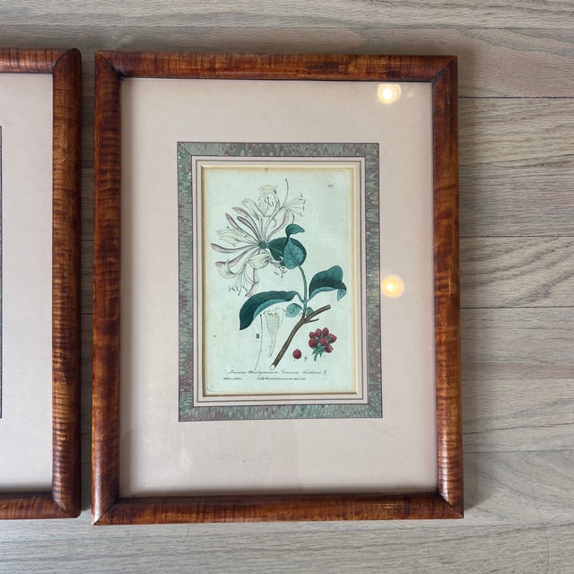 Pink Antique 1837 English Botanical Framed Prints- Set of 3 For Sale - Image 8 of 12